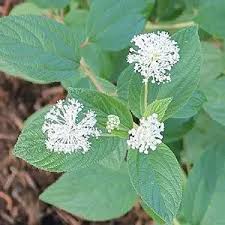 Attēlu rezultāti vaicājumam “Deschampsia flexuosa bud”
