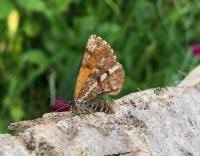 Attēlu rezultāti vaicājumam “Bupalus piniaria male”