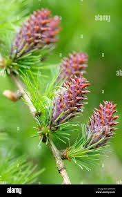 Attēlu rezultāti vaicājumam “Larix decidua flower”