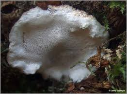 Attēlu rezultāti vaicājumam “Skeletocutis nivea”