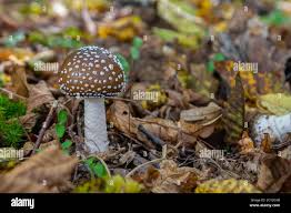 Attēlu rezultāti vaicājumam “Amanita pantherina”