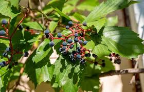 Attēlu rezultāti vaicājumam “Parthenocissus quinquefolia fruit”
