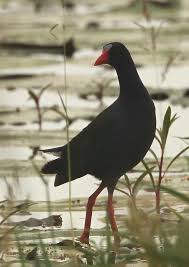 Image result for Porphyrio alleni