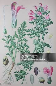 Attēlu rezultāti vaicājumam “Pedicularis palustris”