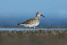 Image result for Calidris tenuirostris