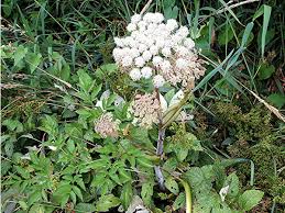 Attēlu rezultāti vaicājumam “Angelica sylvestris leaf”