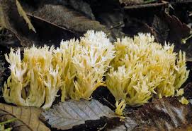 Attēlu rezultāti vaicājumam “Clavulina coralloides”