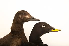 Attēlu rezultāti vaicājumam “Melanitta fusca”