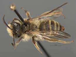 Attēlu rezultāti vaicājumam “Andrena”