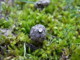 Attēlu rezultāti vaicājumam “Poronia punctata”