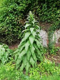 Image result for Verbascum densiflorum