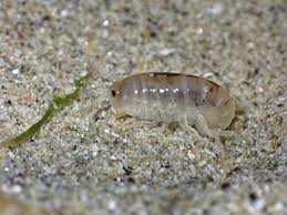 Attēlu rezultāti vaicājumam “Talitrus saltator”