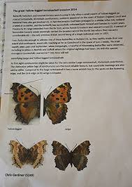 Attēlu rezultāti vaicājumam “Nymphalis xanthomelas larva”