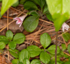 Attēlu rezultāti vaicājumam “Linnaea borealis flower”