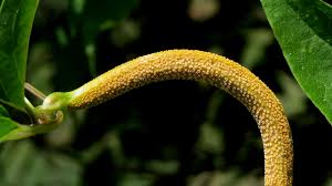 Attēlu rezultāti vaicājumam “Pucciniales”