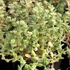 Image result for Sedum acre