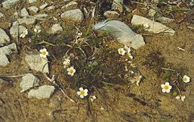 Attēlu rezultāti vaicājumam “Batrachium circinatum flower”
