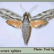 Attēlu rezultāti vaicājumam “Sphingidae”