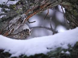 Attēlu rezultāti vaicājumam “Certhia familiaris adult”