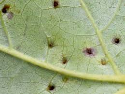 Attēlu rezultāti vaicājumam “Vasates quadripedes”