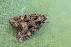 Attēlu rezultāti vaicājumam “Mniotype satura”