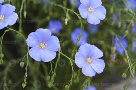 Image result for Linum usitatissimum