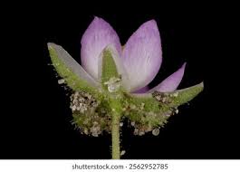 Attēlu rezultāti vaicājumam “Spergularia rubra flower”