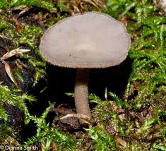 Attēlu rezultāti vaicājumam “Helvella macropus”