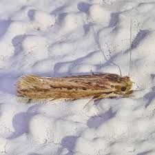 Attēlu rezultāti vaicājumam “Ypsolophidae”