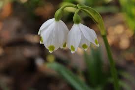 Attēlu rezultāti vaicājumam “Leucojum vernum var. carpathicum”