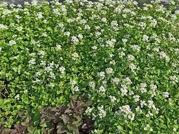 Image result for Brunnenkresse