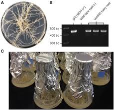 Attēlu rezultāti vaicājumam “Physarum virescens plasmodium”
