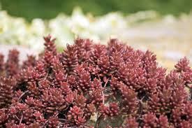 Image result for Mauerpfeffer