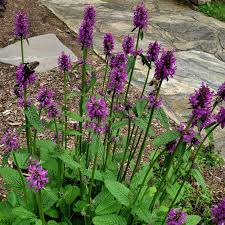 Attēlu rezultāti vaicājumam “Stachys officinalis flower”