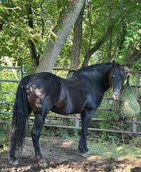 Image result for Bletchingly Badminton Club