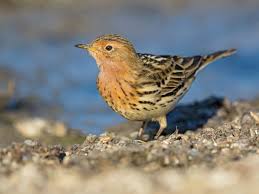 Image result for Anthus cervinus