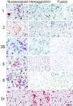 μg/ml) stained <b>Vero cells</b>