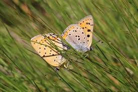 Attēlu rezultāti vaicājumam “Lycaena alciphron male”