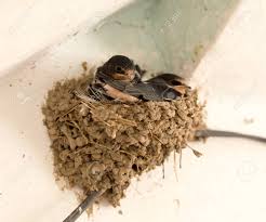 Attēlu rezultāti vaicājumam “Delichon urbicum nest”