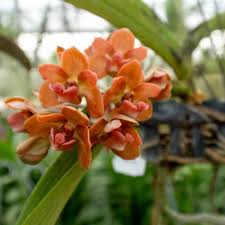 Attēlu rezultāti vaicājumam “Oxyrrhynchium hians var. rigidum macro”