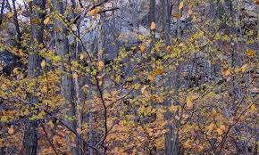 Attēlu rezultāti vaicājumam “Hamamelis virginiana”