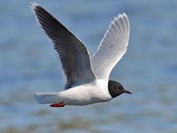 Attēlu rezultāti vaicājumam “Larus minutus”