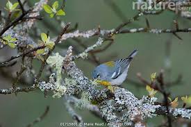 Image result for Parula americana