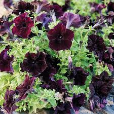 Image result for Petunia hybrida