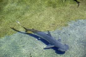 Image result for Sphyrna tiburo