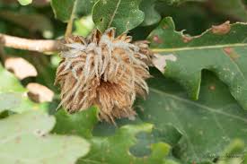 Attēlu rezultāti vaicājumam “Andricus foecundatrix”