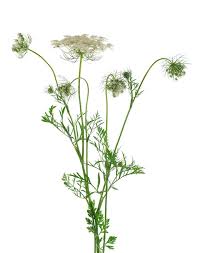 Image result for Daucus carota