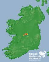 Attēlu rezultāti vaicājumam “Dicranum bergeri”