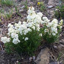 Attēlu rezultāti vaicājumam “Galium boreale flower”