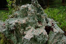 Attēlu rezultāti vaicājumam “Icmadophila ericetorum”